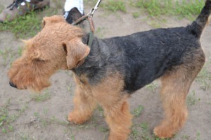 airedale terrier
