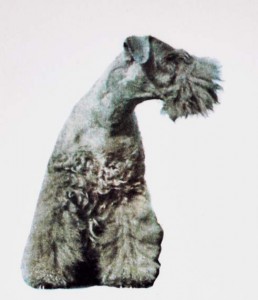 kerry-blue-terrier