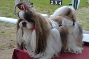 shih tzu