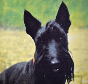 skotch terrier