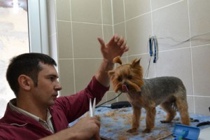 strigka-sobak-foto4