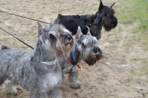 zwergschnauzer