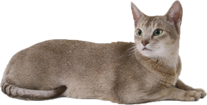 Cat-PNG-Free-Download